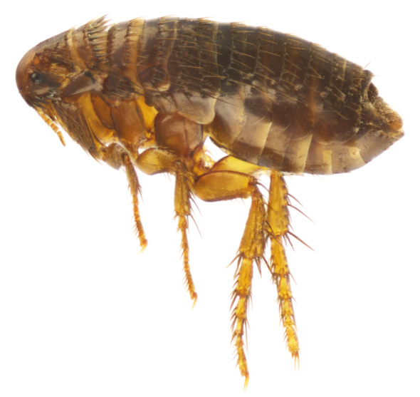 flea (1)