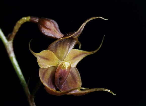mikos-orchid-teagueia-puroana1