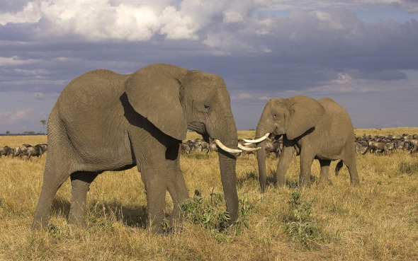 Masai_Mara_-_African_elephant_wallpaper_1440x900