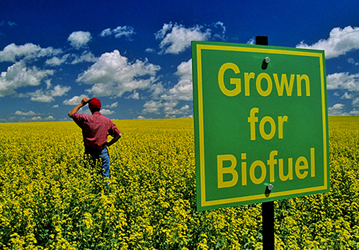 biofuel-field