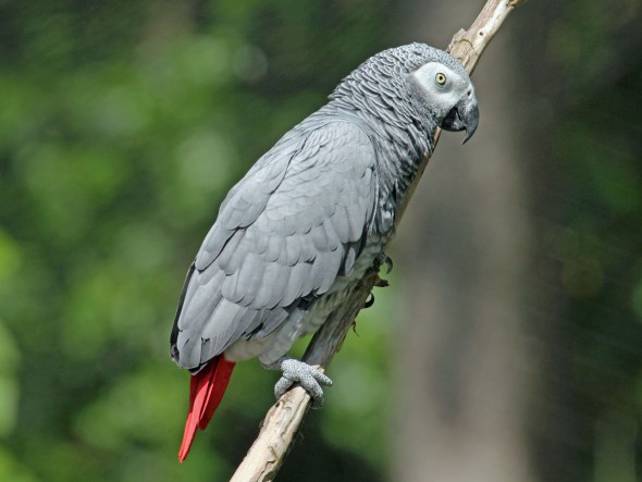 African_Grey_Parrot_RWD2