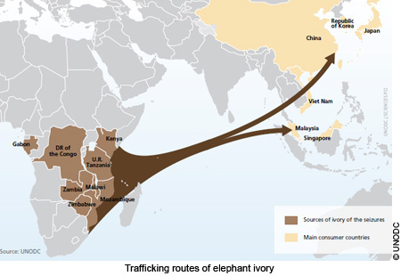 ivory_trafficking