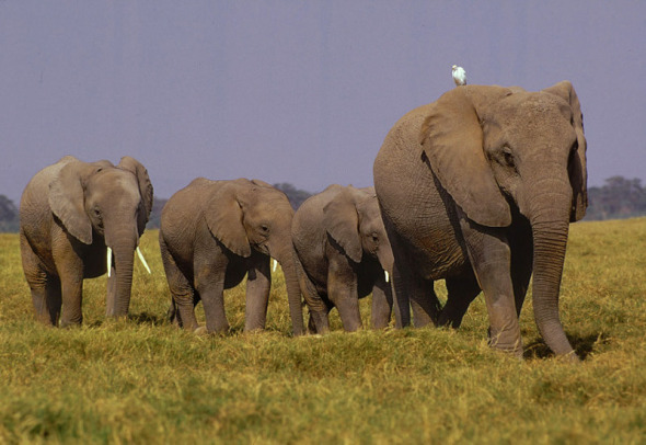 milliken_elephants_savanna_kenya