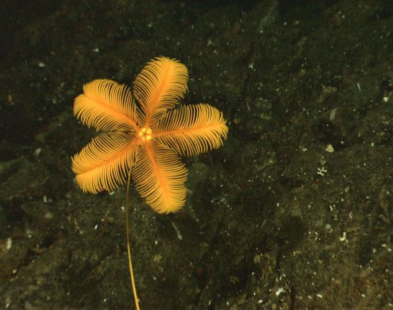 sea lily