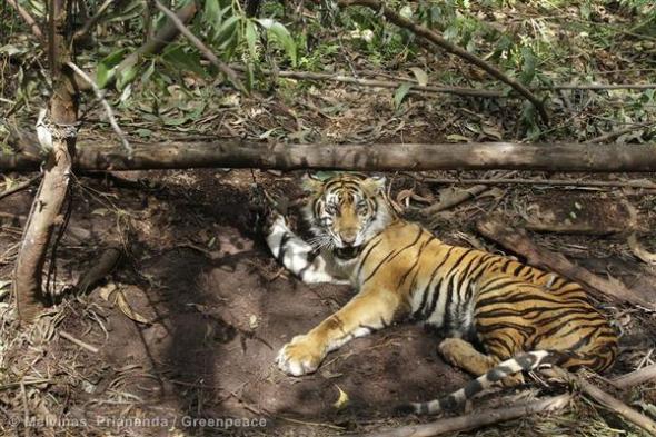 Trapped Sumatran Tiger