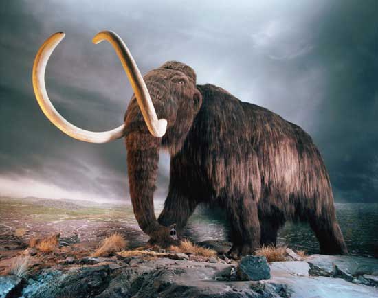 Woolly Mammoth Replica in Museum Exhibit