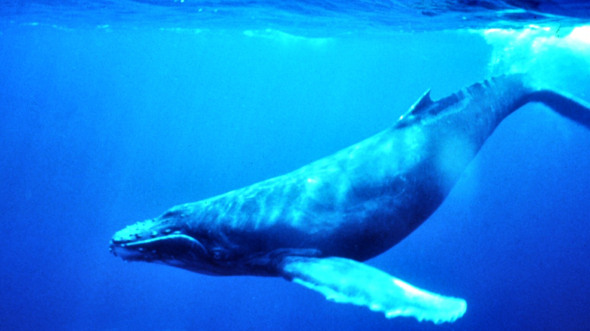 blue whale qed