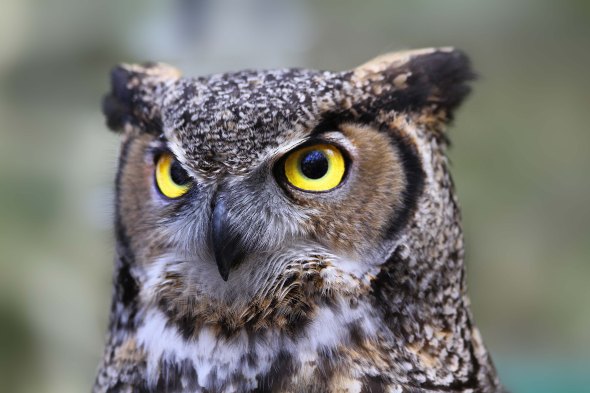 Great-Horned-Owl