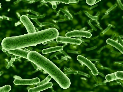 intestinal-bacteria