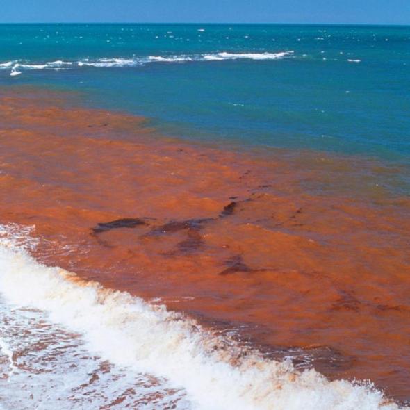 red tide algal bloom