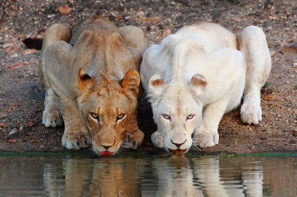 white lions return