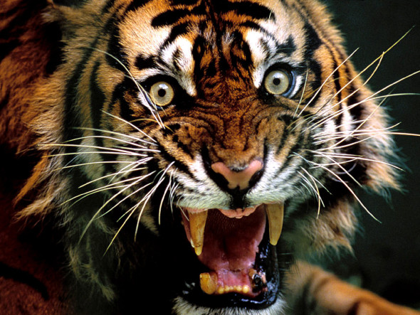 angry_tiger_roaring