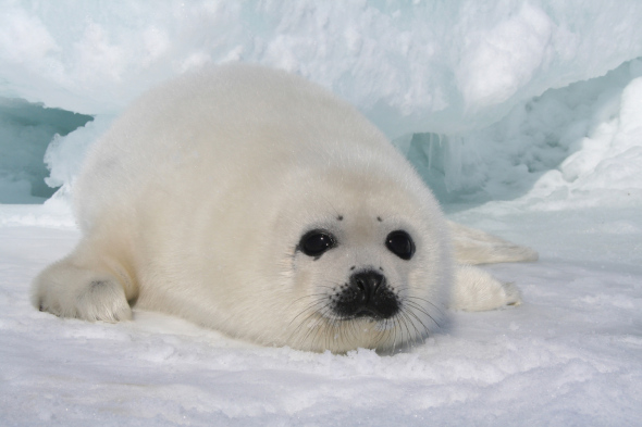 harp-seal-pup