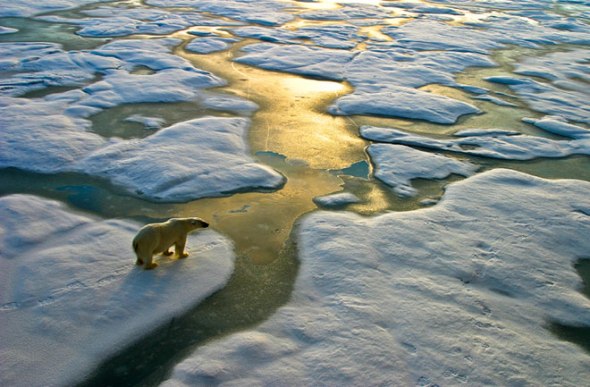 polar-bear-ice-floe-130401