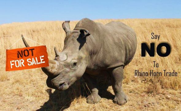 say-no-to-rhino-horn-trade-IARF-Africa