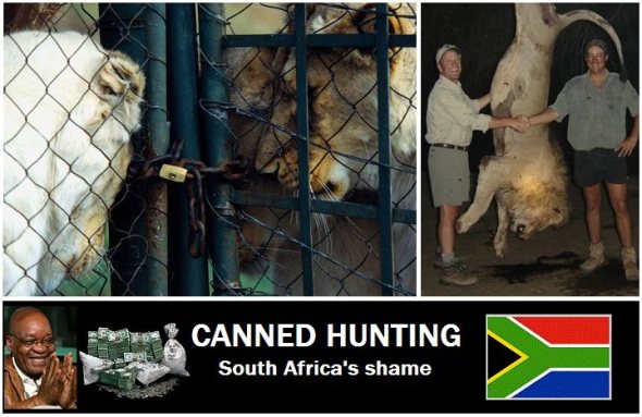canned-hunting