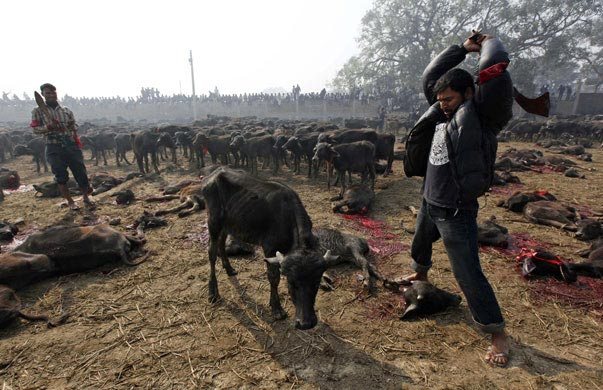 nepal animal cruelty 2