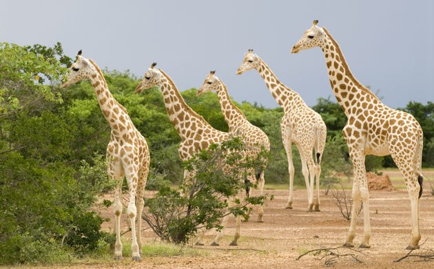 West-African-Giraffe-or-N-016
