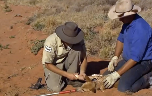FITTING A DINGO WITH A TRACKING COLLAR