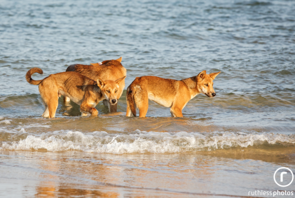 FRASER ISLAND DINGOES - NOTE THE EXPOSED RIBS FROM MALNUTRITION