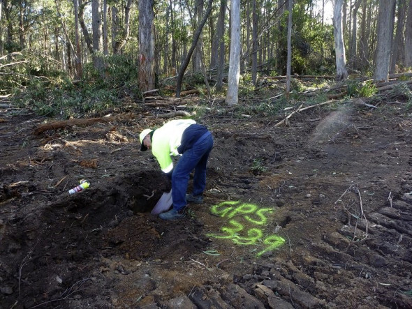Wombar rescuer trying to uncover a deliberately filled in burrow, by loggers who ignored yellow paint signage.
