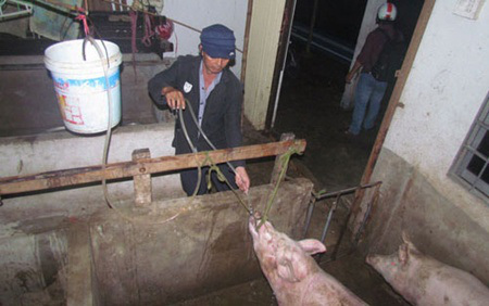 Man caught force-feeding water to his pigs to boost their weight for sale.