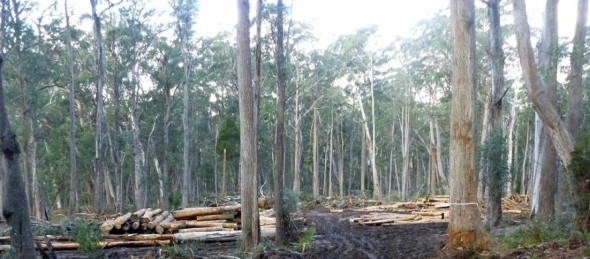 Logging - being monitored from afar - EPA offices in Sydney. 