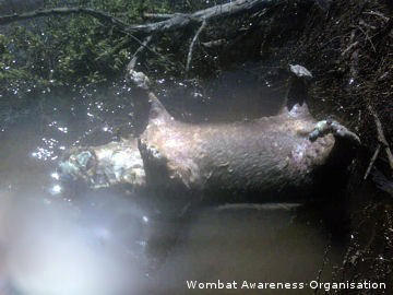 A drowned Southern Hairy-Nosed Wombat.
