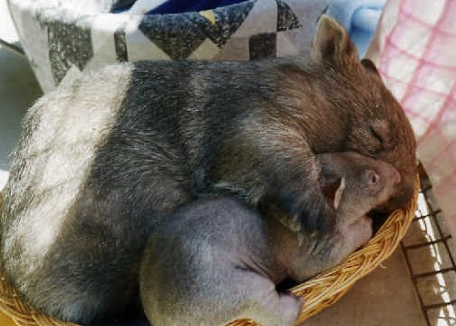 Rescued wombat mother and baby.