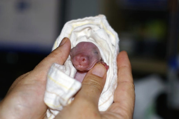 Orphaned baby wombat, at  the Wombat Awareness Organisation rescue facility. 
