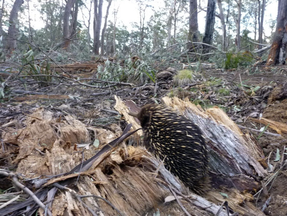 And it’s not just wombats that are being affected by the logging activity.