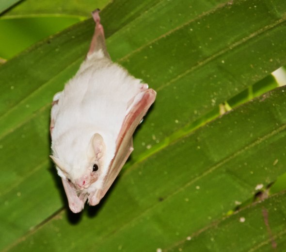 Northern Ghost Bat Diclidurus albus rare