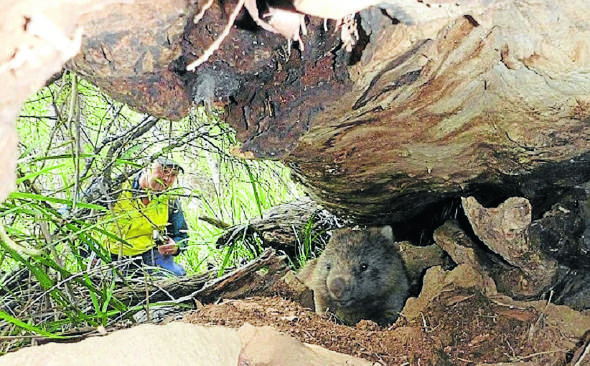 Lucky survivor: Wildlife Land Trust member Ray Wynan checks on a wombat whose burrow was nearly blocked by a large log