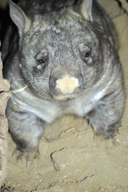 Wombat in his tunnel.