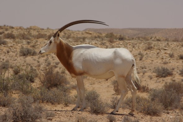 scimitar_horned_oryx___igf_guillaume_roquesrogery