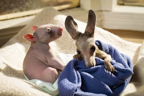 Rescued orphans: baby wombat and joey kangaroo.