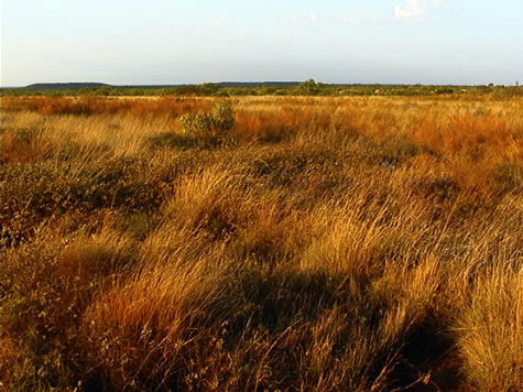 Grasslands where Quokkas live.