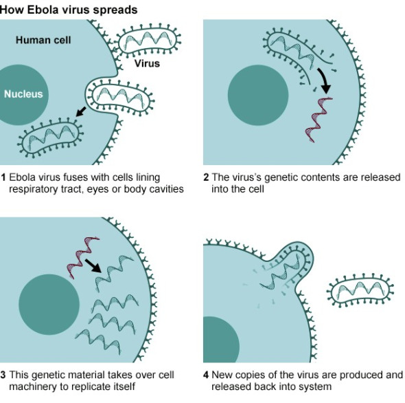 How Ebola virus spreads.