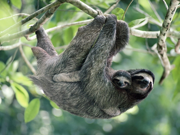 Brown-Throated Three-Toed Sloth, Panama