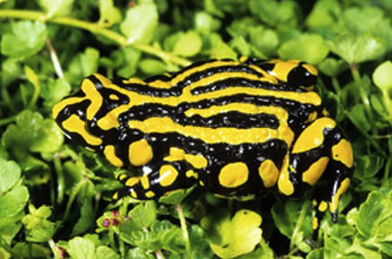 Critically endangered Southern Corroboree Frog.