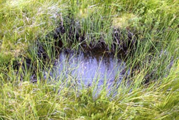 Example of breeding area for Corroboree Frogs: grasses by and shallow pool.