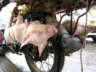 Live pigs tied upside down under a motorbike engine, next to an exhaust pipe. 