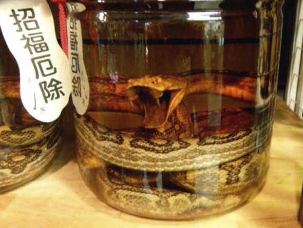 Japanese Snake Wine - Habushu