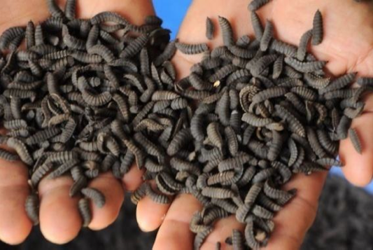 BSF larvae grown in the Mekong on nothing other than pig feces.