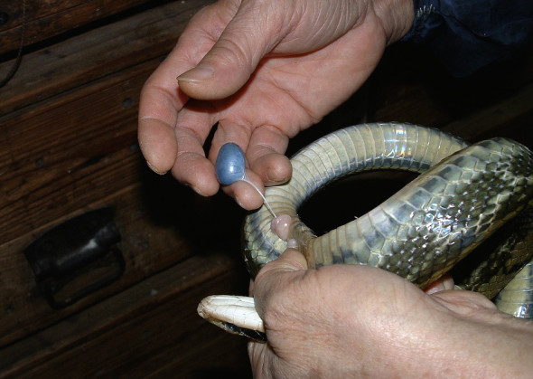Live snake having it's gall bladder cut out for snake wine.