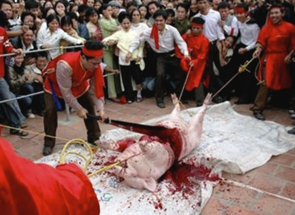 Crowds cheer with blood lust excitement as the pig is chopped in half. 