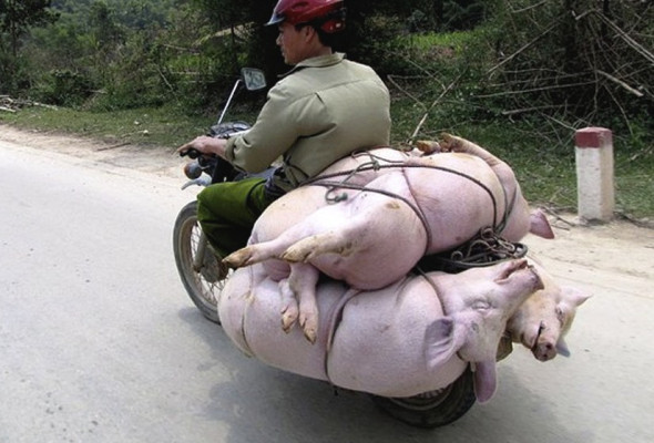 Live pigs being transported in Vietnam; very common sight.