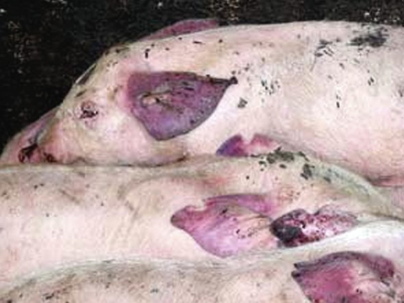 Pigs smuggled from China with Blue Ear disease.