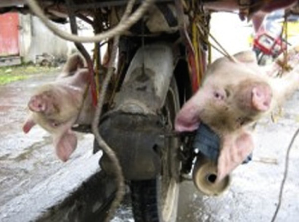 Live pigs tied onto motorbike, next to the exhaust pipe and engine.