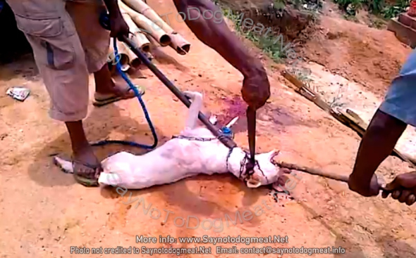 African dog butcher brutally slaughtering a dog for dog meat; the dog was in agony and fully conscious for several minutes.